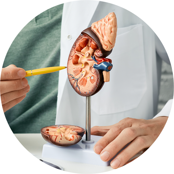urooncologia
